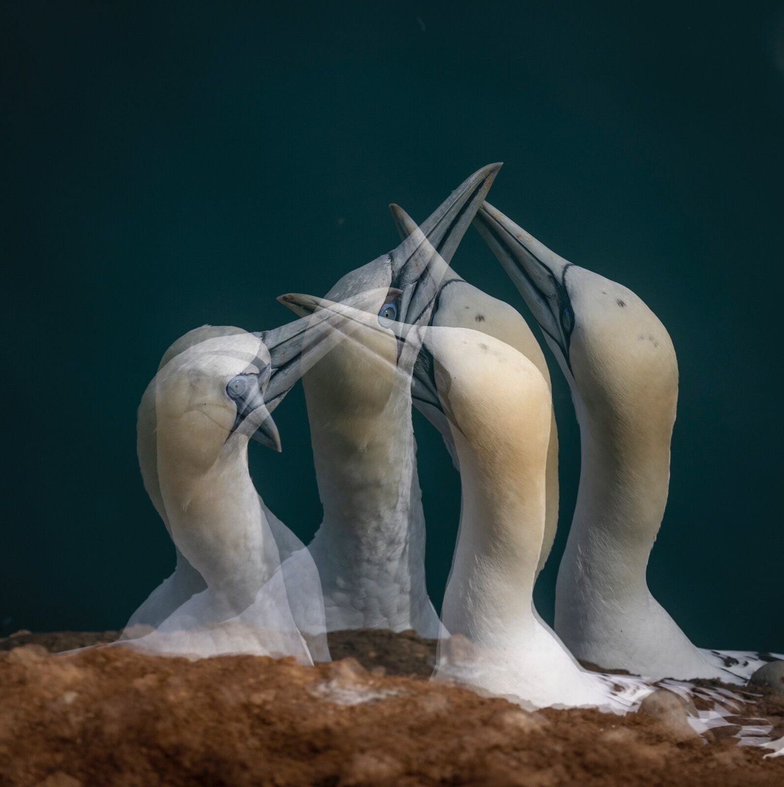 Gannets fencing