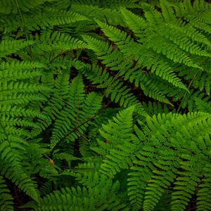 Forest Ferns