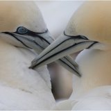 Gannets