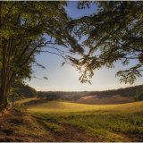 Hascombe Hill