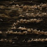 Kittiwake Colony