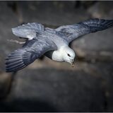 Fulmar