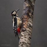 Great Spotted Woodpecker