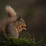 Red Squirrel