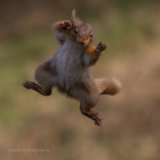 Red Squirrel leaping