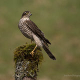 Sparrow hawk