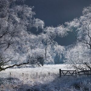 Hoar Frost