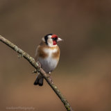 Goldfinch