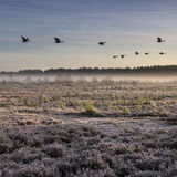 Lowland Heath