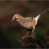 Jay