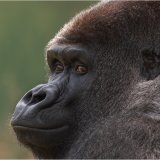 Lowland Mountain Gorilla