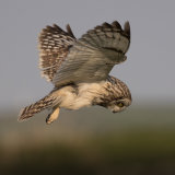 Short eared owl hunting