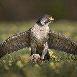 Mantling Peregrine Falcon