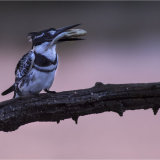 Pied Kingfisher