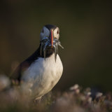 Puffin Portrait