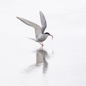 Arctic Tern