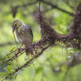 Weaver Bird Nest Building