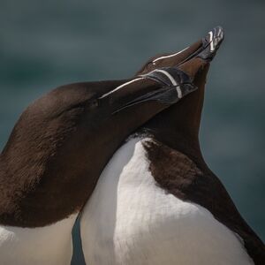 Razorbills