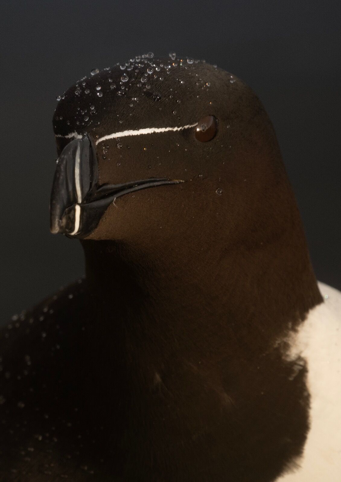 Razorbill