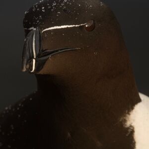 Razorbill
