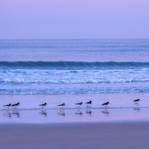 Oyster Catcher Parade