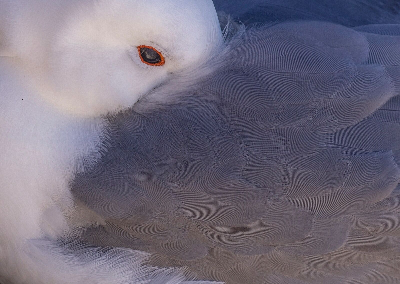 Kittiwake