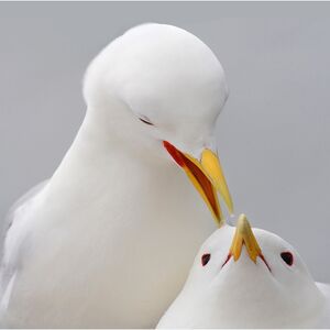 Kittiwake Courtship