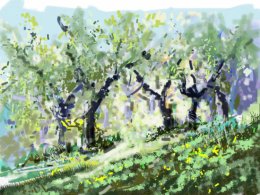 Through the Olive Grove, Fiano Di Pescaglia, Italy