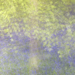 Beech Tree and Bluebells