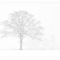 Tree in Snowstorm, Wramplingham