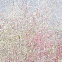 Spring Snow, Wramplingham