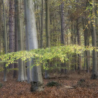 Thetford Forest