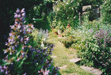 Looking up the garden