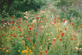 Her poppies