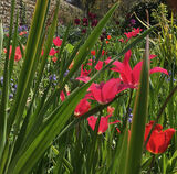 Her Tulips continue to flower