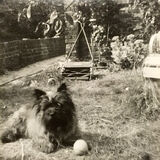 Tiger waiting for the lawn to be mowed