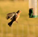 Hungry Chaffinch