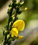 Colourful Gorse