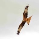 Red Kite