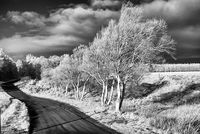 Silver Birches