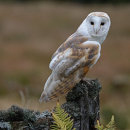 Barn Owl