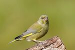 Green Finch Fiona McAllan