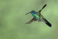 Green Violeteared Hummingbird by Alan Yeomans