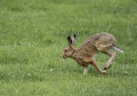 Mad March Hare by Anne Yeomans