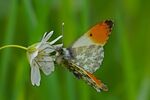 Orange Tip Fiona McAllan