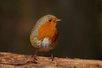 Robin.       Fiona McAllan