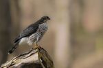 Sparrow Hawk.       Fiona McAllan