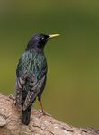Starling. Fiona McAllan