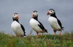 Trio of Puffins  Fiona McAllan