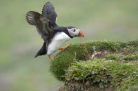 Puffin Landing